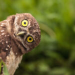 HonzaS